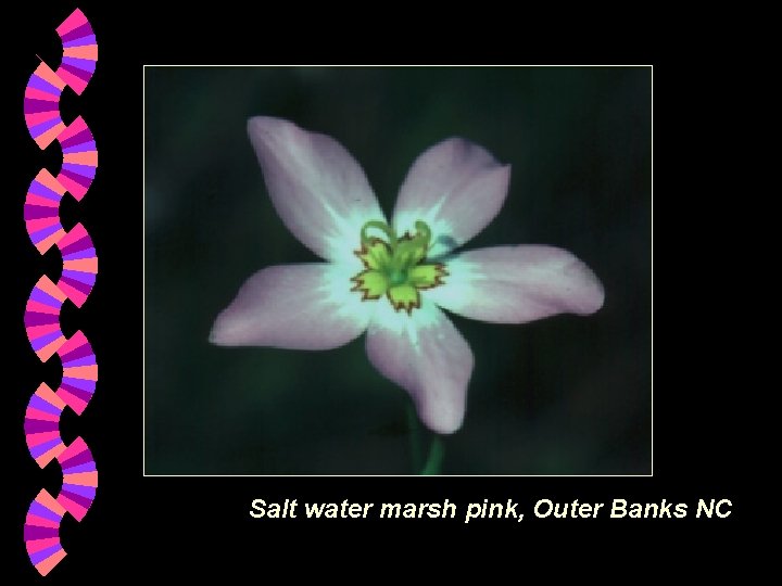 Salt water marsh pink, Outer Banks NC Salt water marsh pink, Outer Banks NC