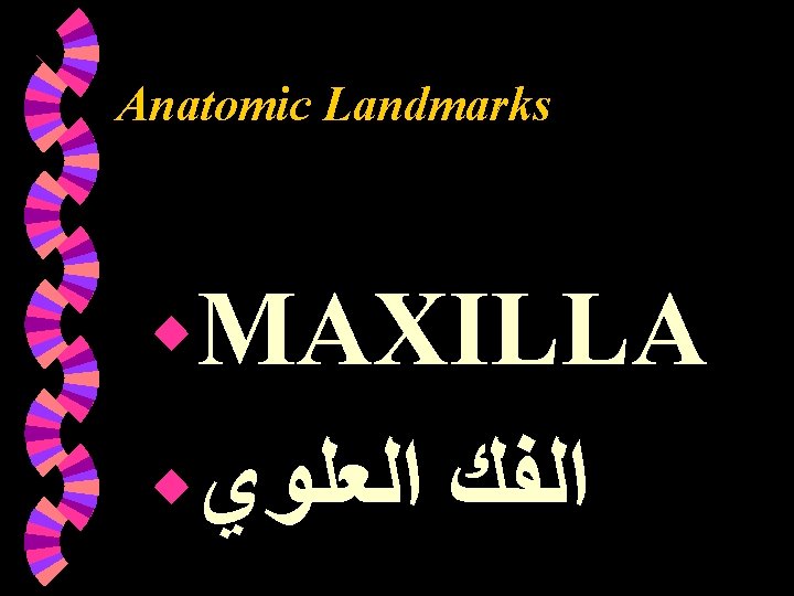 Anatomic Landmarks w. MAXILLA w ﺍﻟﻌﻠﻮﻱ ﺍﻟﻔﻚ Anatomic Landmarks w. MAXILLA w ﺍﻟﻌﻠﻮﻱ ﺍﻟﻔﻚ