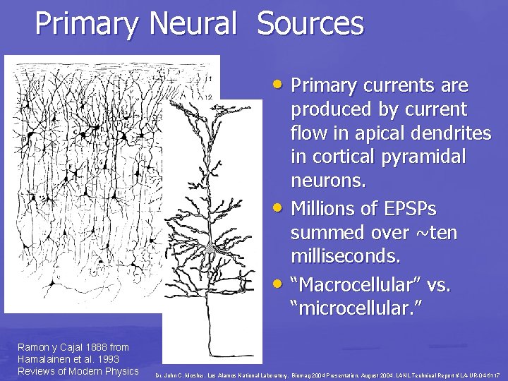 Primary Neural Sources • Primary currents are • • Ramon y Cajal 1888 from