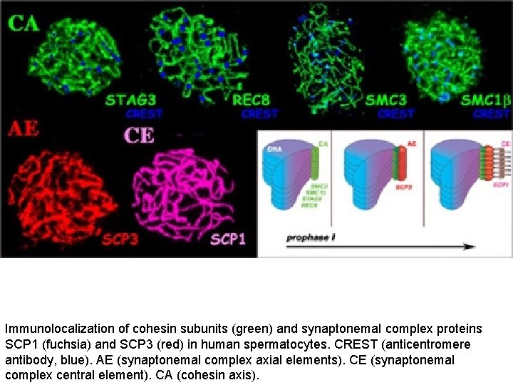 Immunolocalization of cohesin subunits (green) and synaptonemal complex proteins SCP 1 (fuchsia) and SCP