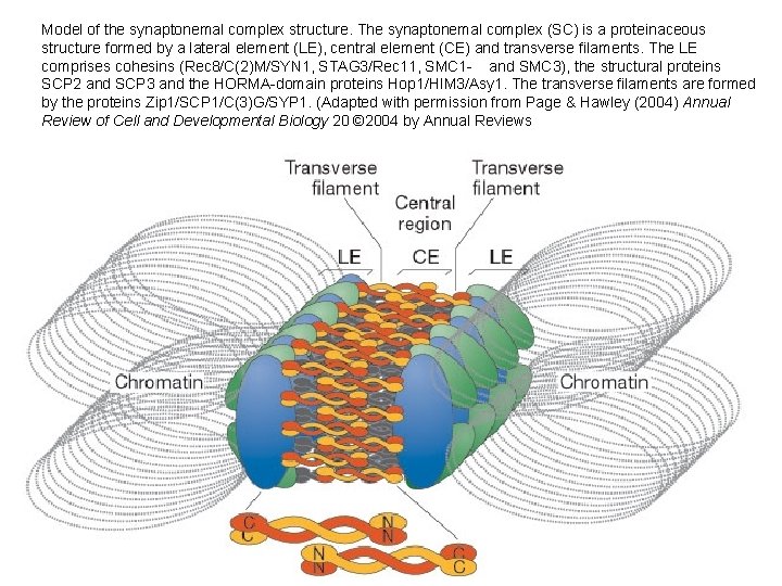 Model of the synaptonemal complex structure. The synaptonemal complex (SC) is a proteinaceous structure