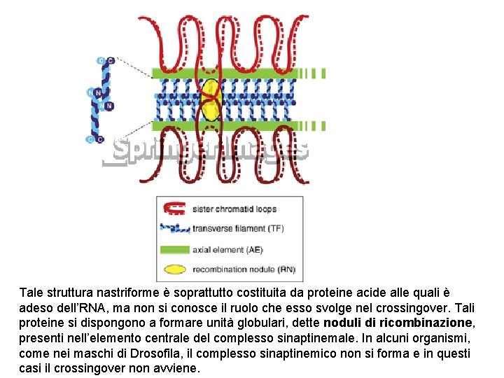 Tale struttura nastriforme è soprattutto costituita da proteine acide alle quali è adeso dell’RNA,