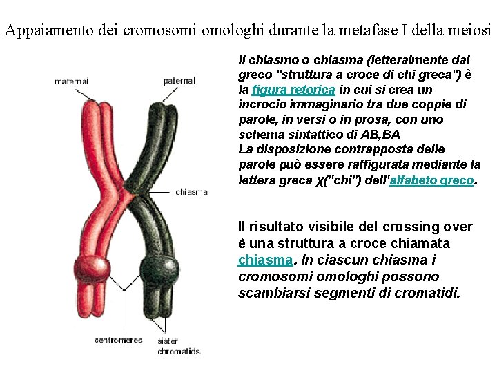 Appaiamento dei cromosomi omologhi durante la metafase I della meiosi Il chiasmo o chiasma