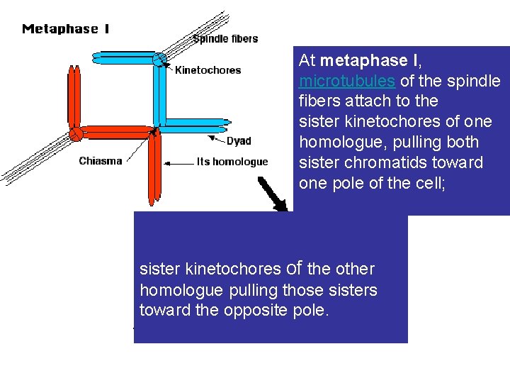 At metaphase I, microtubules of the spindle fibers attach to the sister kinetochores of