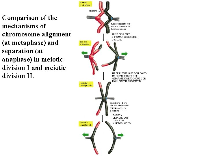 Comparison of the mechanisms of chromosome alignment (at metaphase) and separation (at anaphase) in