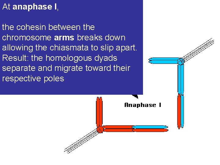 At anaphase I, the cohesin between the chromosome arms breaks down allowing the chiasmata