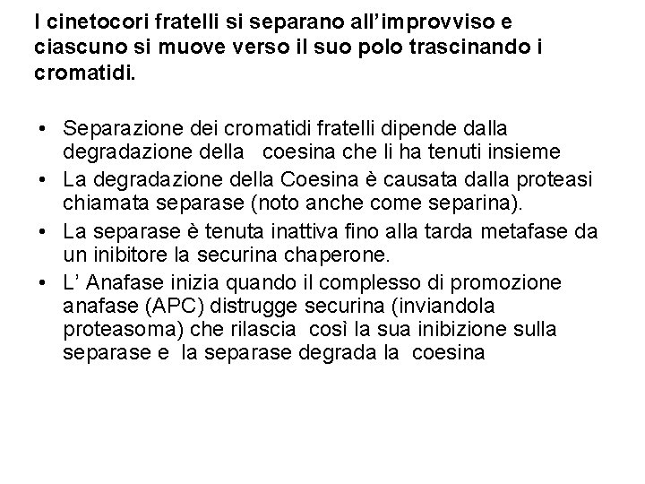 I cinetocori fratelli si separano all’improvviso e ciascuno si muove verso il suo polo