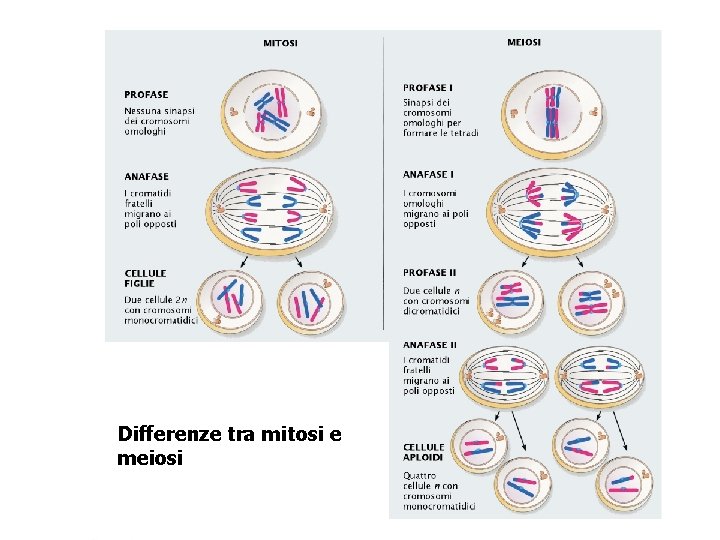 Differenze tra mitosi e meiosi 