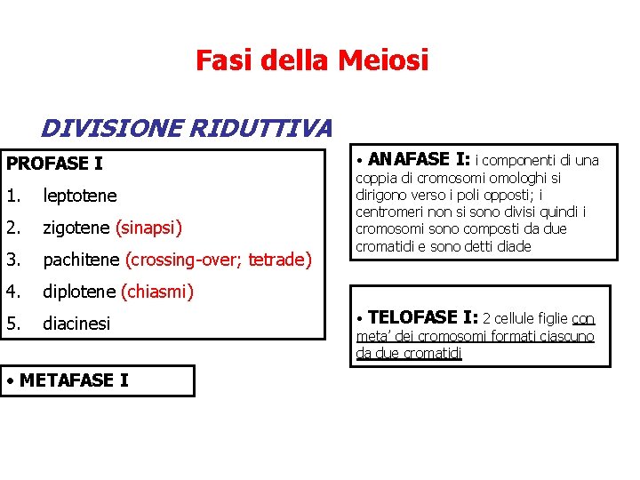 Fasi della Meiosi DIVISIONE RIDUTTIVA PROFASE I 1. leptotene 2. zigotene (sinapsi) 3. pachitene