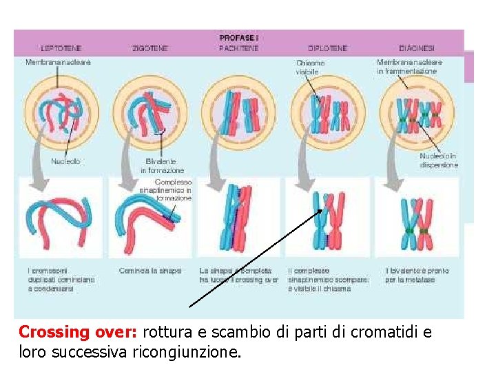 Crossing over: rottura e scambio di parti di cromatidi e loro successiva ricongiunzione. 