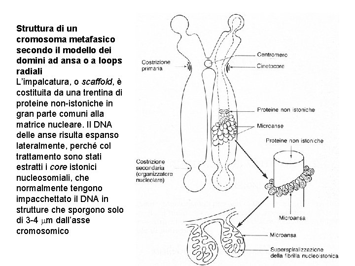 Struttura di un cromosoma metafasico secondo il modello dei domini ad ansa o a