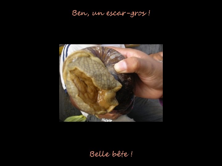 Ben, un escar-gros ! Belle bête ! 