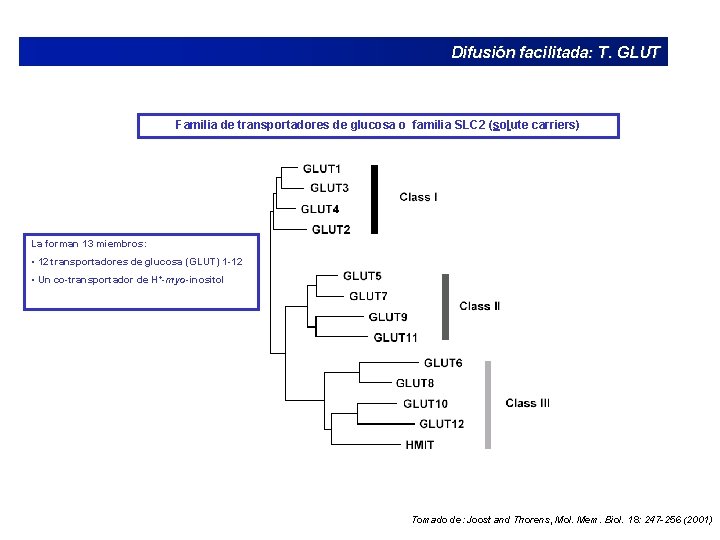 Difusión facilitada: T. GLUT Familia de transportadores de glucosa o familia SLC 2 (solute