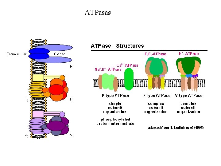 ATPasas 