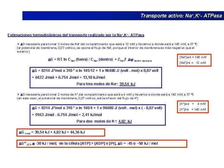 Transporte activo: Na+, K+- ATPasa Estimaciones termodinámicas del transporte realizado por la Na+, K+-