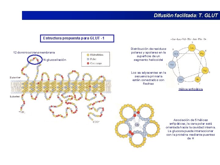 Difusión facilitada: T. GLUT Estructura propuesta para GLUT -1 12 dominios transmembrana N-glucosilación Distribución