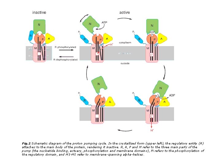 Fig. 2 Schematic diagram of the proton pumping cycle. In the crystallized form (upper