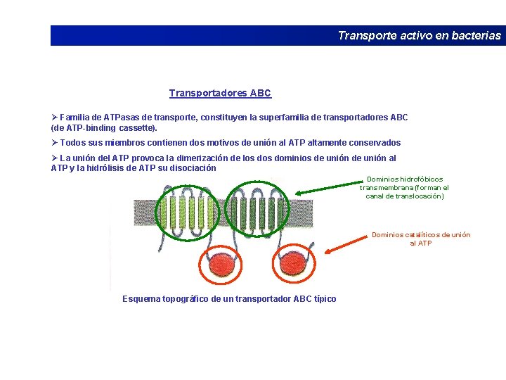 Transporte activo en bacterias Transportadores ABC Ø Familia de ATPasas de transporte, constituyen la