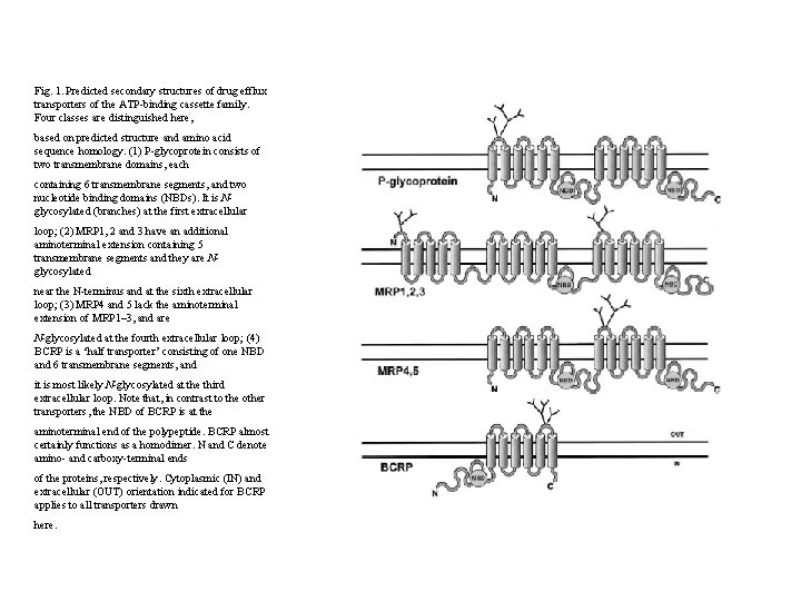 Fig. 1. Predicted secondary structures of drug efflux transporters of the ATP-binding cassette family.