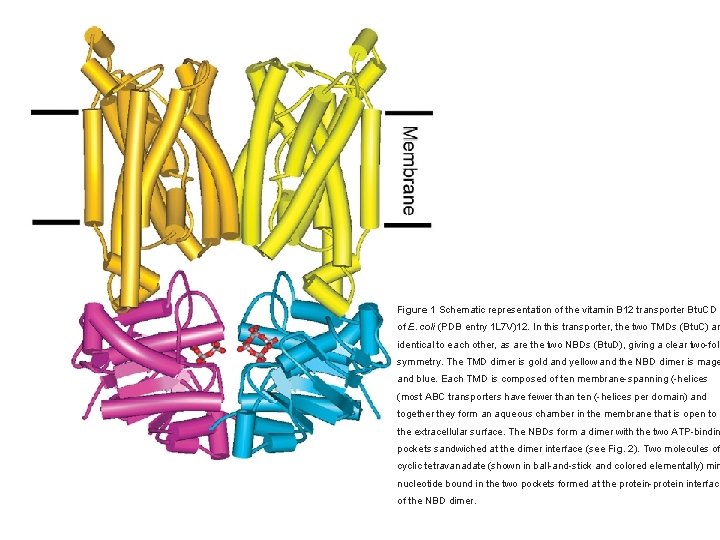 Figure 1 Schematic representation of the vitamin B 12 transporter Btu. CD of E.