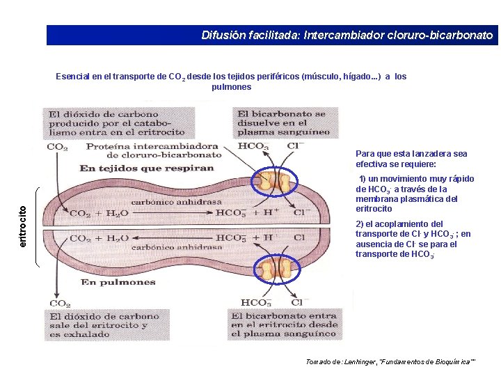 Difusión facilitada: Intercambiador cloruro-bicarbonato Esencial en el transporte de CO 2 desde los tejidos