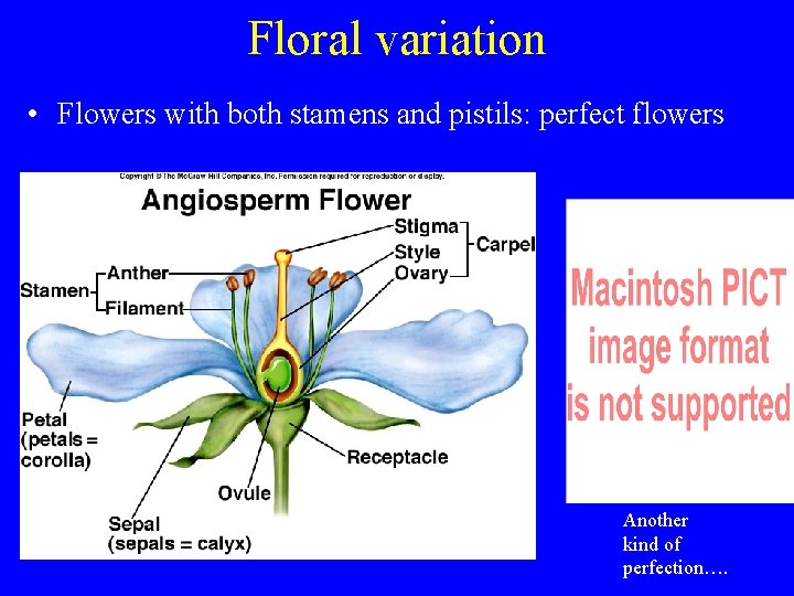 Floral variation • Flowers with both stamens and pistils: perfect flowers Another kind of