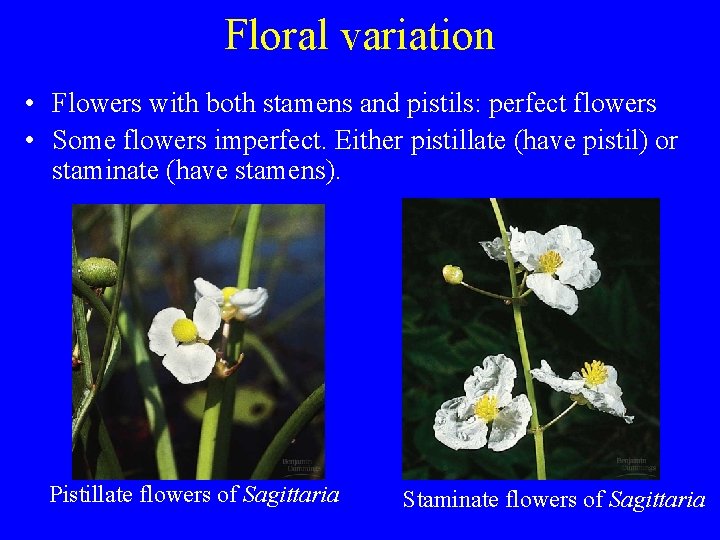 Floral variation • Flowers with both stamens and pistils: perfect flowers • Some flowers