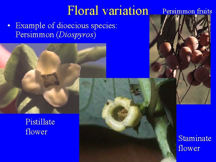 Floral variation Persimmon fruits • Example of dioecious species: Persimmon (Diospyros) Pistillate flower Staminate