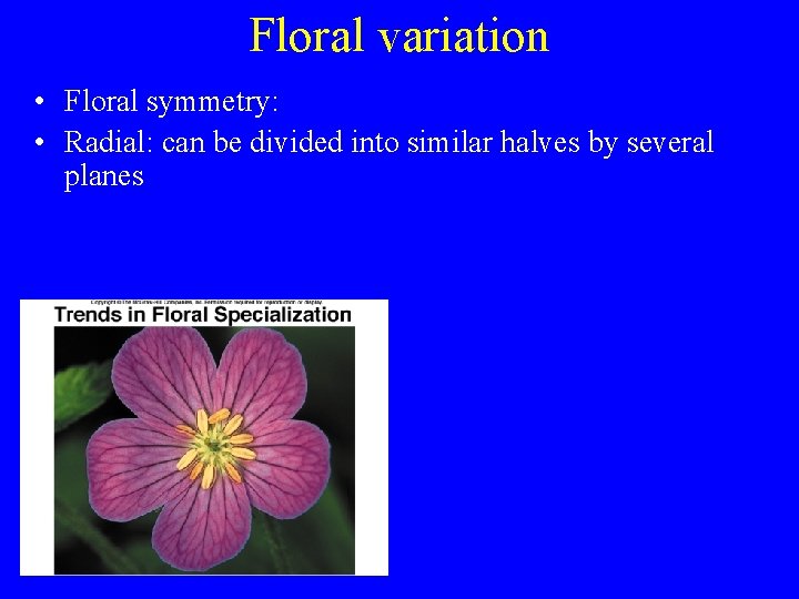 Floral variation • Floral symmetry: • Radial: can be divided into similar halves by