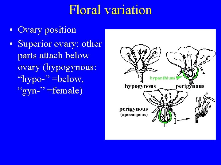 Floral variation • Ovary position • Superior ovary: other parts attach below ovary (hypogynous: