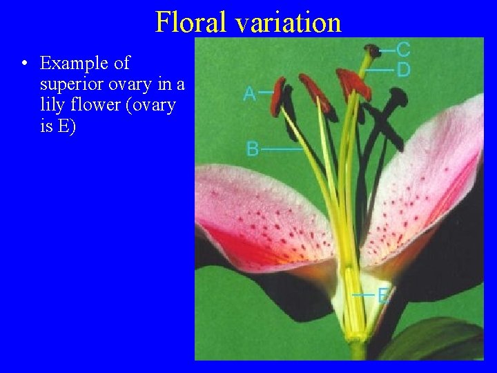 Floral variation • Example of superior ovary in a lily flower (ovary is E)