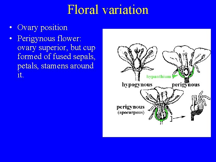 Floral variation • Ovary position • Perigynous flower: ovary superior, but cup formed of