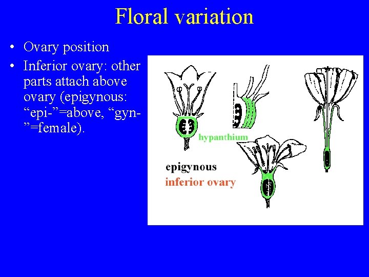 Floral variation • Ovary position • Inferior ovary: other parts attach above ovary (epigynous: