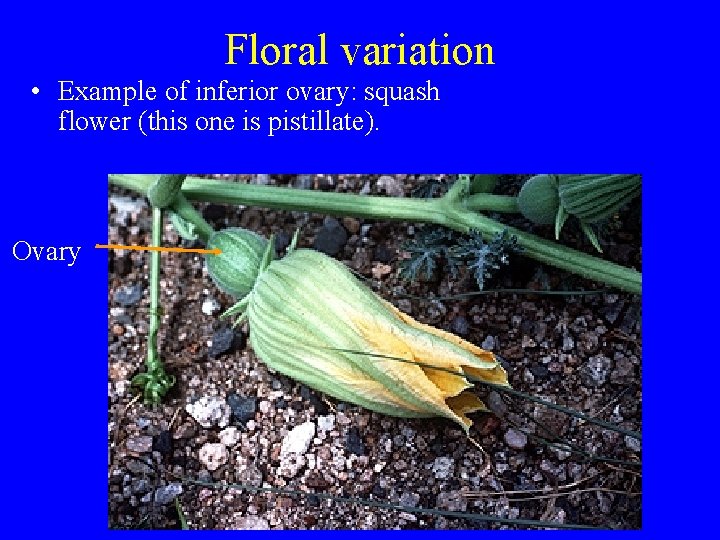 Floral variation • Example of inferior ovary: squash flower (this one is pistillate). Ovary