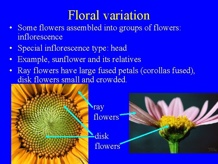 Floral variation • Some flowers assembled into groups of flowers: inflorescence • Special inflorescence