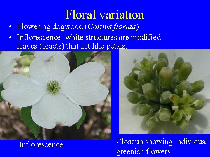 Floral variation • Flowering dogwood (Cornus florida) • Inflorescence: white structures are modified leaves