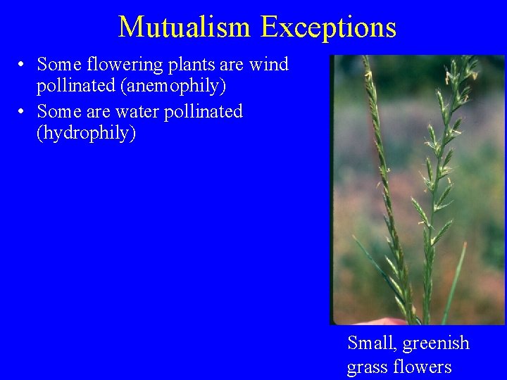 Mutualism Exceptions • Some flowering plants are wind pollinated (anemophily) • Some are water