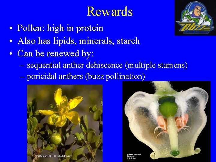 Rewards • Pollen: high in protein • Also has lipids, minerals, starch • Can