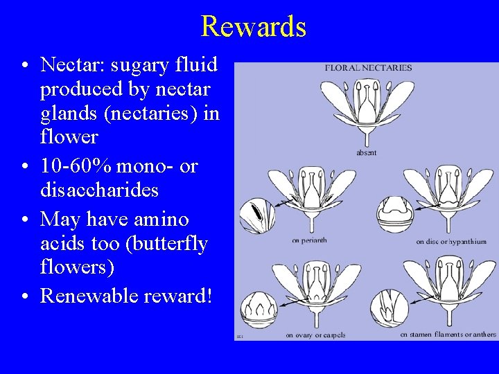 Rewards • Nectar: sugary fluid produced by nectar glands (nectaries) in flower • 10