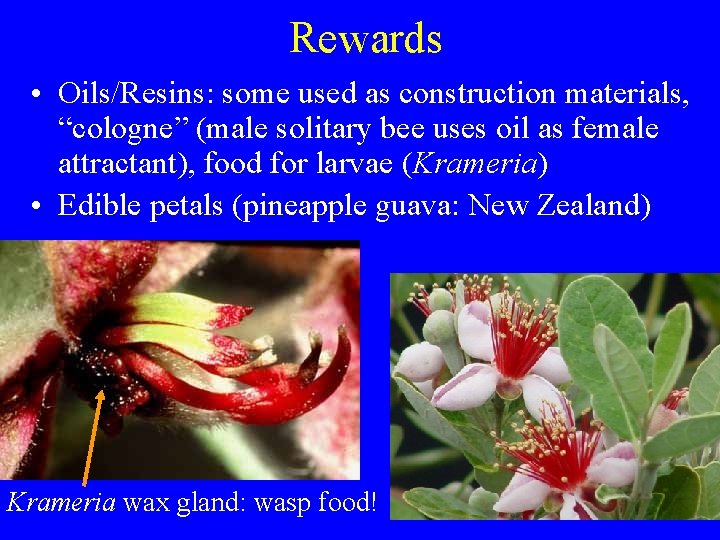 Rewards • Oils/Resins: some used as construction materials, “cologne” (male solitary bee uses oil