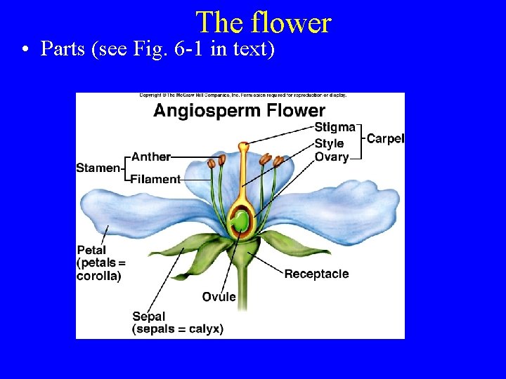 The flower • Parts (see Fig. 6 -1 in text) 