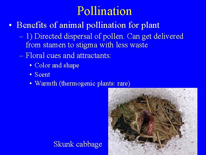 Pollination • Benefits of animal pollination for plant – 1) Directed dispersal of pollen.