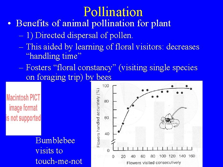 Pollination • Benefits of animal pollination for plant – 1) Directed dispersal of pollen.