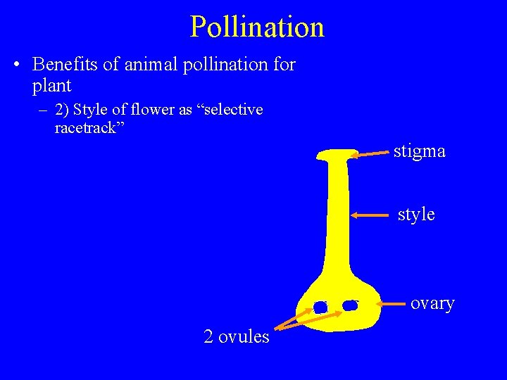 Pollination • Benefits of animal pollination for plant – 2) Style of flower as
