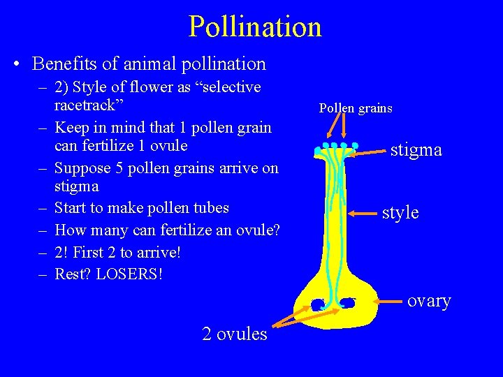 Pollination • Benefits of animal pollination – 2) Style of flower as “selective racetrack”