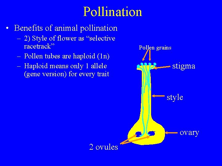 Pollination • Benefits of animal pollination – 2) Style of flower as “selective racetrack”