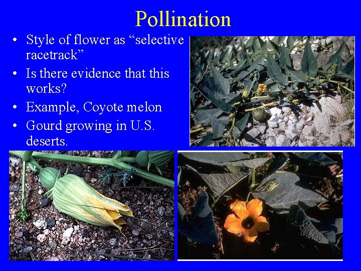 Pollination • Style of flower as “selective racetrack” • Is there evidence that this