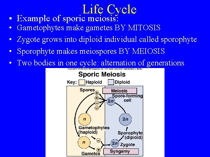 Life Cycle • Example of sporic meiosis: • • Gametophytes make gametes BY MITOSIS