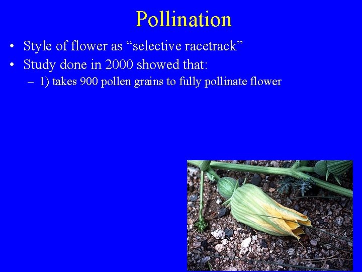 Pollination • Style of flower as “selective racetrack” • Study done in 2000 showed