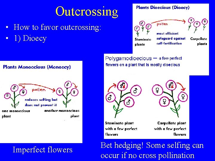 Outcrossing • How to favor outcrossing: • 1) Dioecy Imperfect flowers Bet hedging! Some